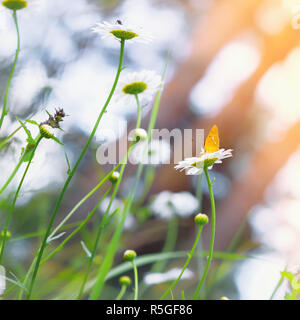 Giallo farfalla su una margherita Foto Stock