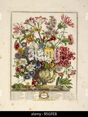 Varie specie di fiori (ottobre). Dodici mesi di fiori (in 13 piastre comprendono t. Londra, 1730. Fonte: 10.tab.45, piastra 11. Autore: Furber, Robert. Fletcher. Foto Stock