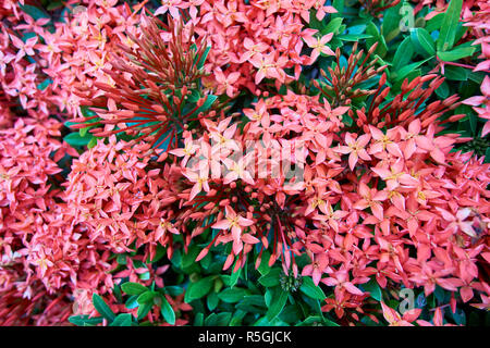 Foto Stock