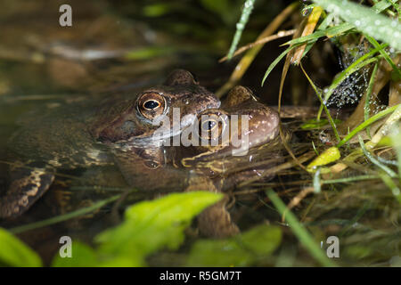 Rane comuni, Rana temporaria, coppia in accoppiamento amplexus in allevamento pond, Sussex, Regno Unito. Febbraio. Foto Stock
