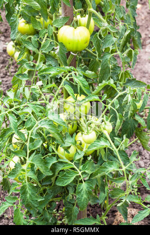 Pomodori verdi sulla boccola in giardino in estate Foto Stock