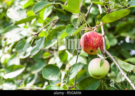 Ramo con mele ripering in giardino in estate Foto Stock