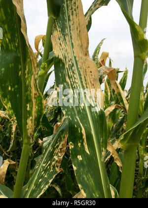 Helminthosporium turcicum o macchie di foglia di mais (malattia delle foglie della pianta di mais) Foto Stock