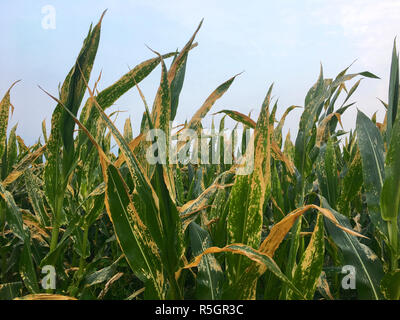 Helminthosporium turcicum o macchie di foglia di mais (malattia delle foglie della pianta di mais) Foto Stock