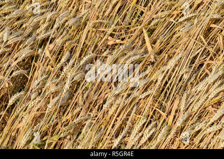 Grano maturo sul campo. Spikelets di grano. Il raccolto di grano. Foto Stock