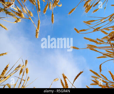 Spikelets di grano contro il cielo blu. Grano maturo. Foto Stock