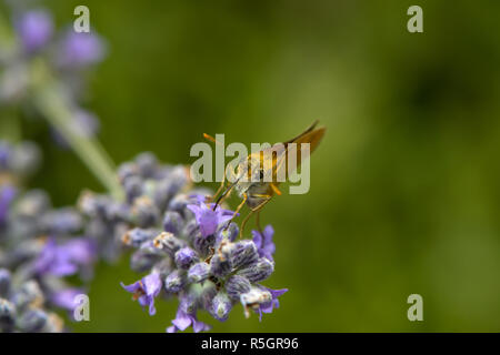 Dabbler aspira il nettare su un fiore Foto Stock