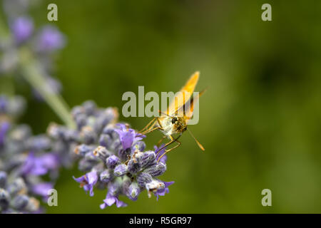 Dabbler aspira il nettare su un fiore Foto Stock