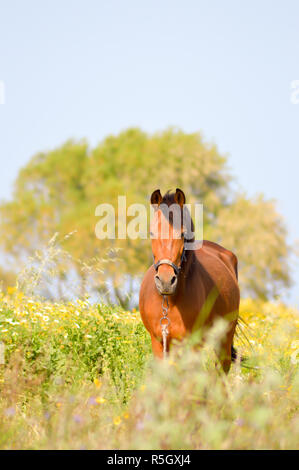 Marrone a cavallo in un prato Foto Stock