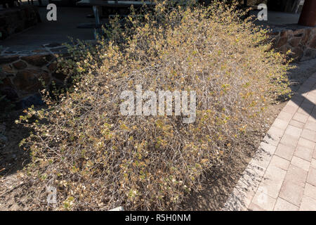 Il braccio oscillante del deserto-bush (Mirabilis laevis), Ed Hastey Garden Trail, Santa Rosa e San Jacinto Mountains National Monument, Palm Desert, CA, Stati Uniti d'America. Foto Stock