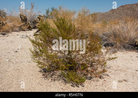 Il creosoto (Larrea Purshia), ed sull'Hastey Garden Trail, Santa Rosa e San Jacinto Mountains National Monument, Palm Desert, CA, Stati Uniti d'America. Foto Stock