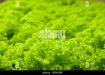 Foglia verde lattuga. La produzione di generi alimentari in piante di coltura idroponica. Foto Stock