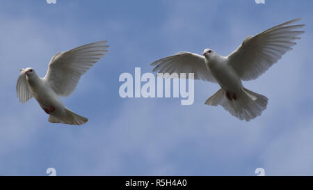 Due colombe bianche battenti contro il cielo blu con nuvole debole Foto Stock