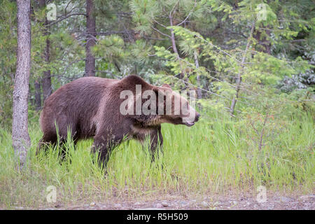 Orso grizzly a piedi attraverso erba lunga Foto Stock