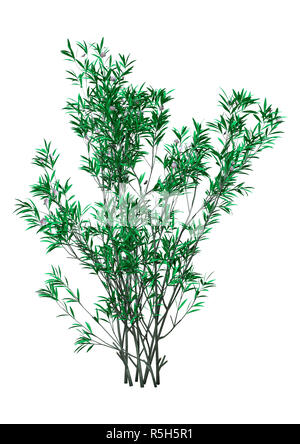 3D Rendering Bush Oleandro con fiori su bianco Foto Stock