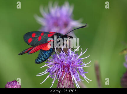 Sei-spotted ram,Comune di goccioline di sangue,sei-spot burnett,zygaena filipendulae Foto Stock