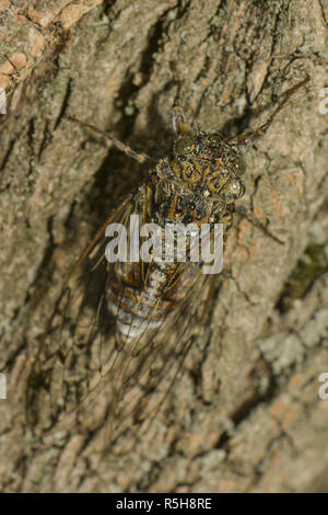 Cigale è seduta su un tronco di albero Foto Stock