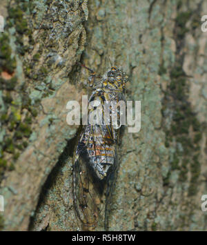 Cigale è seduta su un tronco di albero Foto Stock