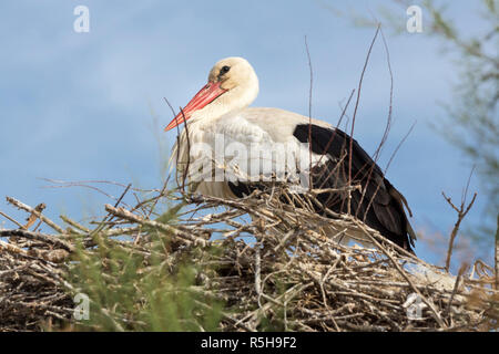 Cicogna bianca (Ciconia ciconia) nel nido in camargue,Francia Foto Stock