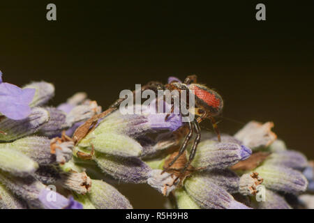 Granchio rosso spider Foto Stock