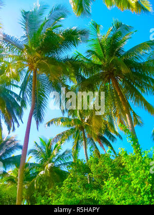 Villaggio Embudu Island, Maledives, Oceano Indiano Foto Stock