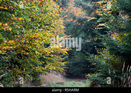 Bosco in autunno Foto Stock