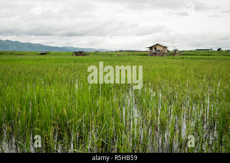 Un'area agricola vicino Lago Inle, regione Shan, MYANMAR Birmania. Un riso piantagione campo, inondati con acqua con un piccolo capanno. Riso agricoltura locale Foto Stock