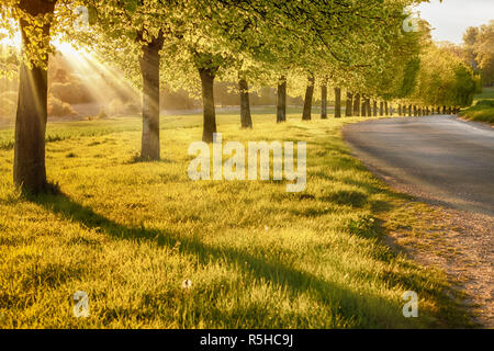 Tramonto attraverso una linea di alberi di rurale Foto Stock