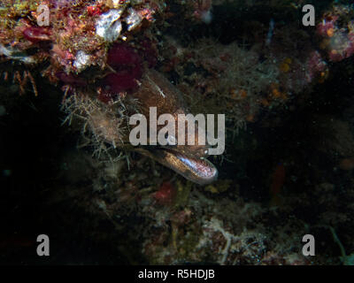 Una guancia nero moray eel (Gymnothorax breedeni) nell'Oceano Indiano Foto Stock