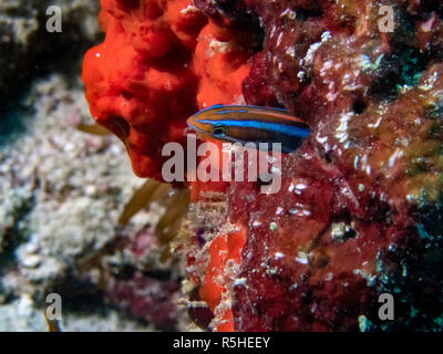 Un Bluestriped Fangblenny (Plagiotremus rhinorhynchos) nell'Oceano Indiano Foto Stock