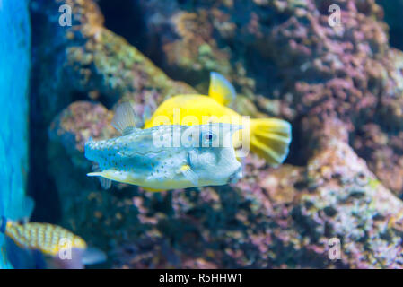 White-spotted puffer (Arothron hispidus). Pesci marini nelle acque blu Foto Stock