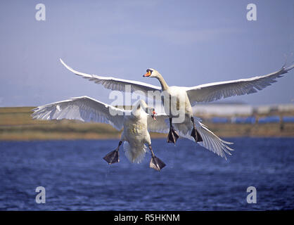 Cigni in un ​territorial controversia su una piccola Aberdeenshire loch in Scozia. Foto Stock