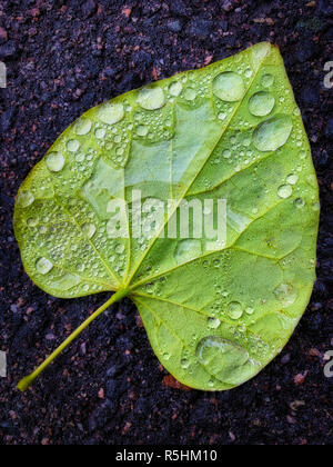 Close-up shot di caduto foglie verde mostra acqua e gocce di pioggia sul lato inferiore Foto Stock