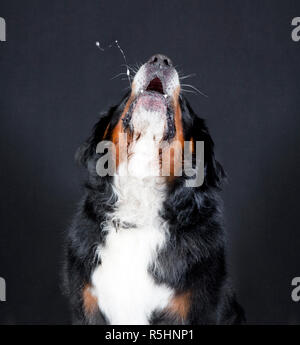 Bovaro del Bernese hussles Foto Stock