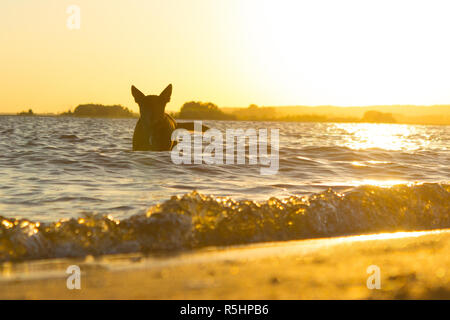 Cane nero sulla costa nella calda luce del tramonto Foto Stock