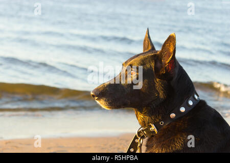 Cane nero sulla costa nella calda luce del tramonto Foto Stock