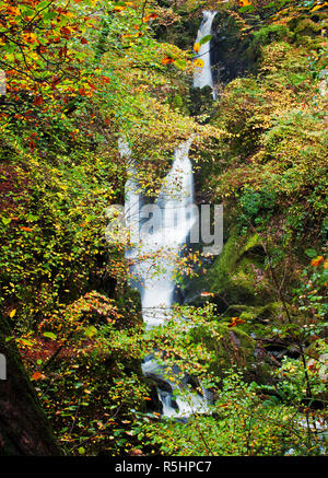 Magazzino Ghyll vigore, Avvolto dalle fronde già in autunno. Una maestosa Cascata vicino a Ambleside, Parco Nazionale del Distretto dei Laghi Foto Stock