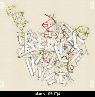 CRISPR - CAS9 gene complesso di editing da Streptococcus pyogenes. Il cas9 proteina nucleasi utilizza una guida sequenza di RNA per tagliare il DNA in un sito complementare Foto Stock