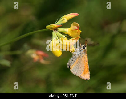 Nero-marrone con testa-throated thymelicus lineola Foto Stock