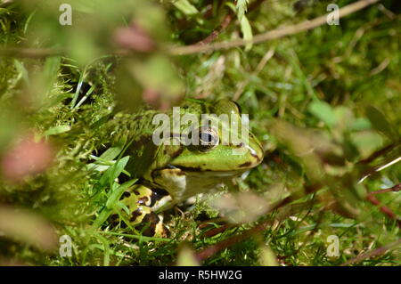 Teichfrosch Foto Stock