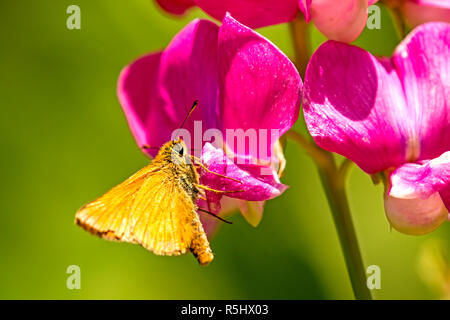 Marrone-once marrone-intitolata bug Foto Stock