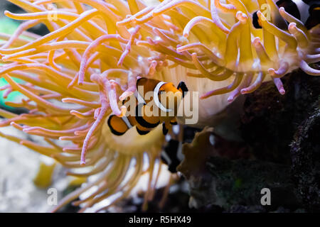 Primo piano di un bianco e arancione percula nastrati pesce pagliaccio che si nasconde sotto un anemone marittimo Foto Stock