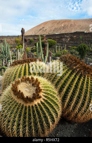 Rigenerato da una vecchia cava è la spettacolare giardino di cactus a Guatiza, Lanzarote. Con oltre mille varietà di cactus in nero il terreno vulcanico. Foto Stock