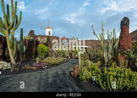 Rigenerato da una vecchia cava è la spettacolare giardino di cactus a Guatiza, Lanzarote con oltre mille varietà di cactus e mulino a vento tradizionale. Foto Stock