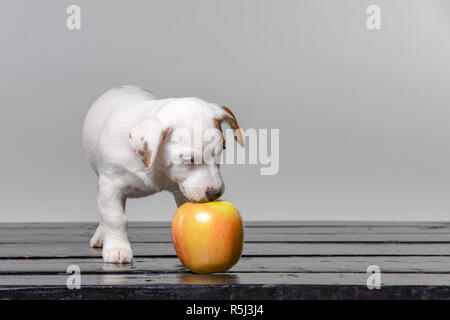 Piccolo cucciolo lambisce la grande mela. Bello cane degustazione di apple. Foto Stock