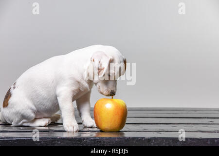 Piccolo cucciolo lambisce la grande mela. Bello cane degustazione di apple. Foto Stock