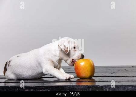 Piccolo cucciolo lambisce la grande mela. Bello cane degustazione di apple. Foto Stock