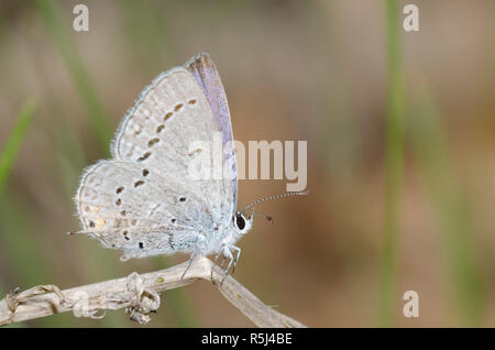 Western Tailed-Blue, Cupido amyntula Foto Stock