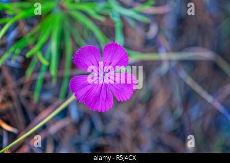 Garofano rosa Dianthus campestris su sfondo sfocato close-up Foto Stock