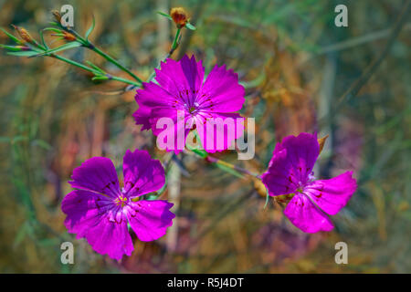 Garofano rosa Dianthus campestris su sfondo sfocato close-up Foto Stock